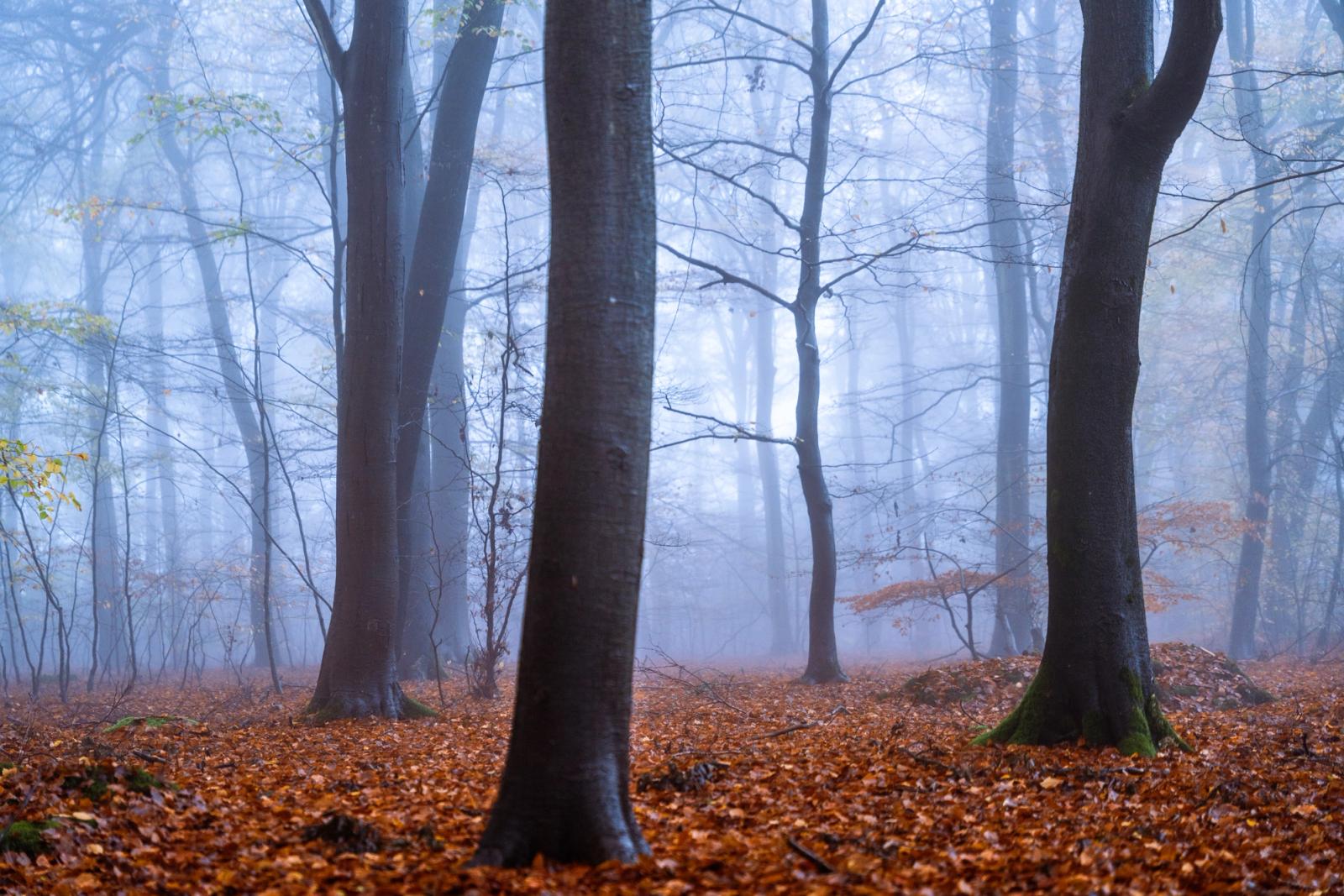 Mature beech trees stand in dense autumn fog in the Chilterns, Oxfordshire, their bark dark against a cold blue-white diffusion of mist. A carpet of fallen copper leaves covers the woodland floor, contrasting sharply with the spectral mid-ground where trunks dissolve into vapour. The layering of near, mid, and far planes gives the scene unusual depth for a still, overcast morning.