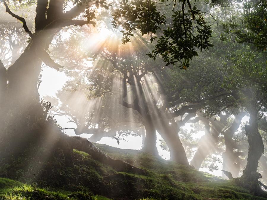 Crepuscular rays pierce the fog canopy of an ancient laurel forest, casting discrete shafts of light between gnarled, moss-rooted trunks. The low sun strikes from just above the treeline, isolating each beam against a diffuse white background. Fanal forest, Madeira, early morning in late spring.