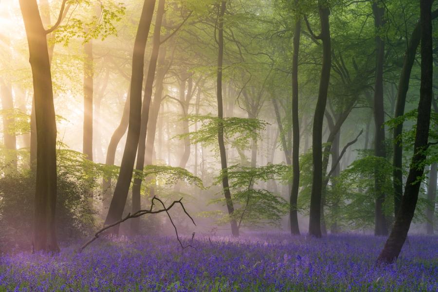Months of perseverance and scouting led to this capture. This woodland is local to me, but took some time to find 'the' specific woodland and composition I wanted - then I waited through the entire bluebell season to get this shot with many early alarms and failed attempts. The weather in 2024 was consistently grey with low pressure, now allowing the conditions I hoped for. This was captured just at the end of the bluebell season, due to the cobwebs being spun on the bluebell flowers. The light was perfect, with the warm sun casting beautiful sunbeams through the fresh green leaves of the ancient beech trees in this copse. This specific photograph is pleasing due to the light splitting the scene, with a distinct sun beam cutting the scene in two. Above is the canopy and beautiful leaves, below is the stunning light and bluebells, creating a balanced, ethereal and magical springtime scene.