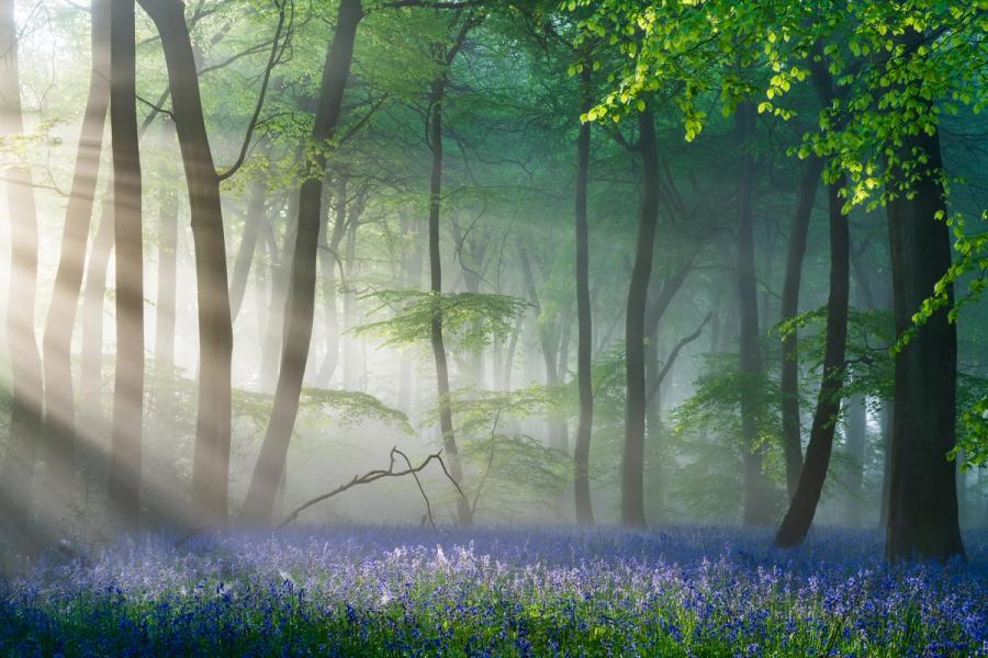 Crepuscular rays break through a misty beech woodland in the Chilterns, Oxfordshire, its floor carpeted in bluebells at first light. The residual ground fog separates successive planes of trees, compressing depth into layered tones of grey and green. A fallen branch in the middle distance provides the single still note in an otherwise luminous scene.