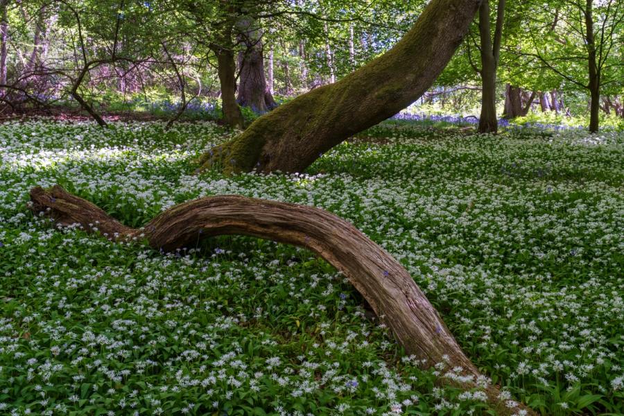 A carpet of wild garlic in full bloom covers the floor of a Chilterns broadleaf woodland in mid-May, while two curved fallen limbs cut diagonal lines through the white-flowered mass. Bluebells persist in the mid-distance, their violet haze softening the transition into the shaded interior of this Oxfordshire woodland. The composition uses the moss-covered leaning trunk as a structural counterpoint to the horizontal sprawl of the foreground log.