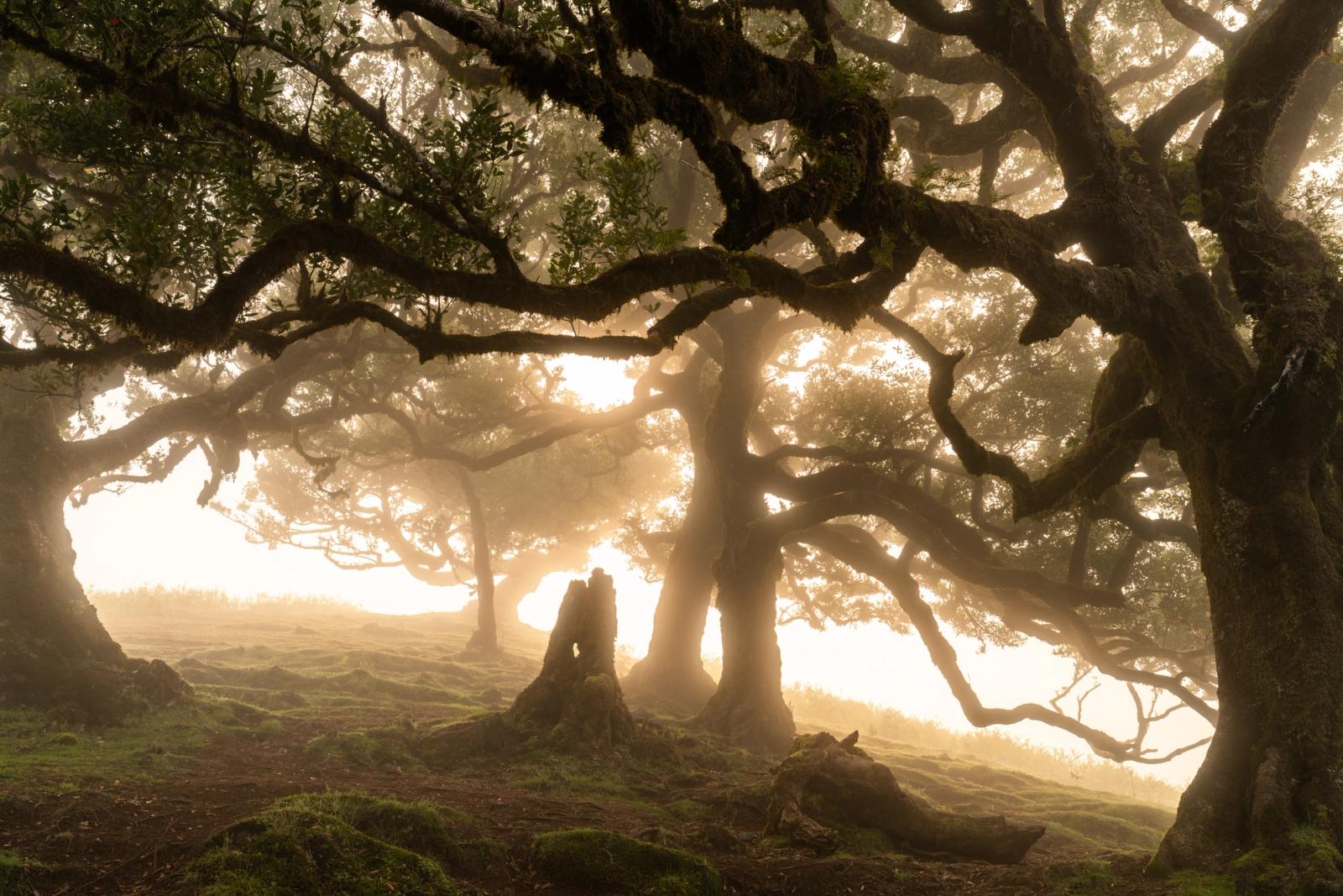 Veteran laurisilva trees emerge from dense fog at first light in Fanal, Madeira. The diffused warm glow backlit through the canopy dissolves distance and silhouettes the gnarled, moss-covered trunks against a luminous ground mist. The composition uses the natural frame of arching branches to draw the eye through successive planes of receding trees.
