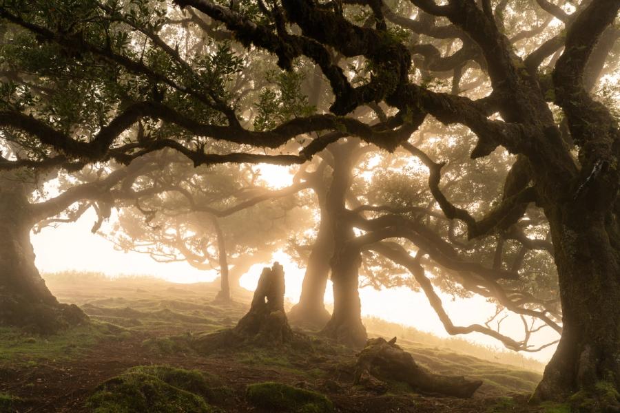 Veteran laurisilva trees emerge from dense fog at first light in Fanal, Madeira. The diffused warm glow backlit through the canopy dissolves distance and silhouettes the gnarled, moss-covered trunks against a luminous ground mist. The composition uses the natural frame of arching branches to draw the eye through successive planes of receding trees.
