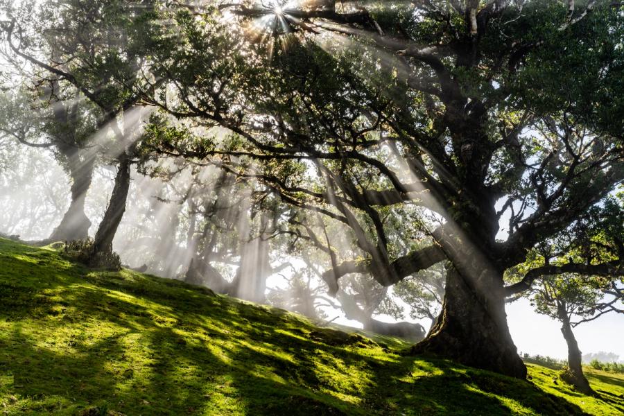Crepuscular rays pierce the canopy of ancient Til laurel trees on a mist-laden slope, the low sun fracturing into a starburst through interlocking branches. Ground fog diffuses the light into distinct shafts, throwing sharp shadows across the moss-carpeted hillside. The scene is consistent with the laurisilva forest of Fanal, Madeira, a UNESCO-listed relict habitat of the Macaronesian laurel forest.