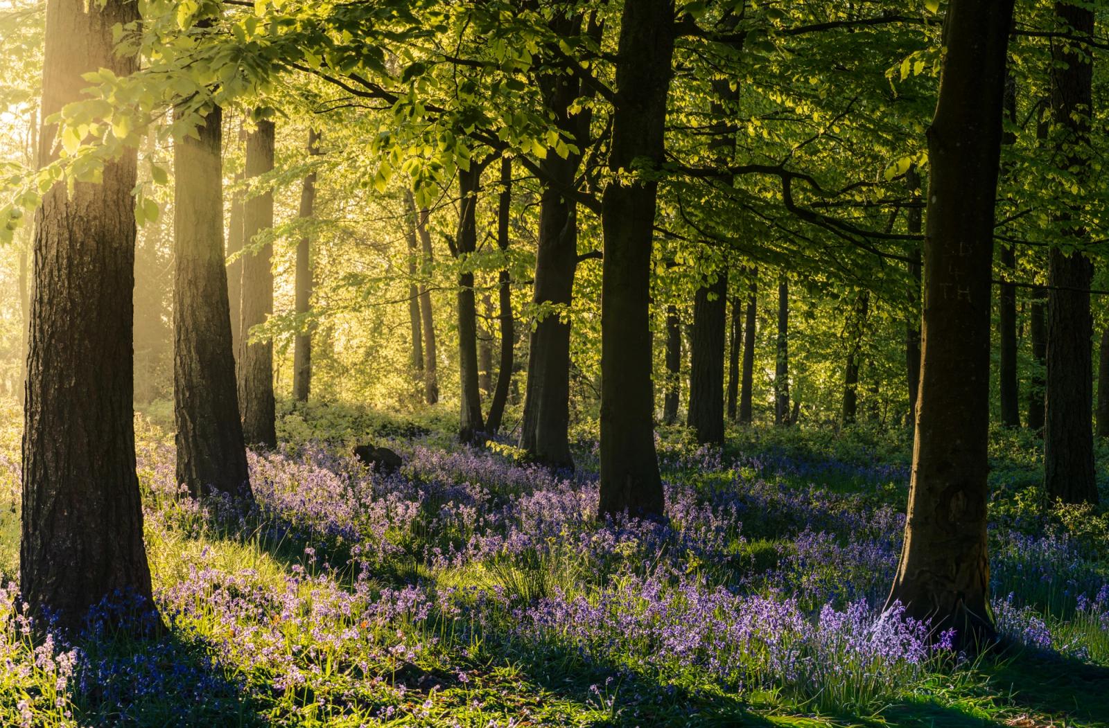 Low dawn light rakes through a broadleaf woodland in the Chilterns, Oxfordshire, at full spring flush, casting the bluebell carpet in alternating bands of shadow and warm backlight. The luminous canopy, still in fresh leaf, amplifies the glow while the dark trunks provide counterpoint to the violet ground layer. The combination of raking sidelight and peak bluebell coverage makes this a well-timed, controlled image.