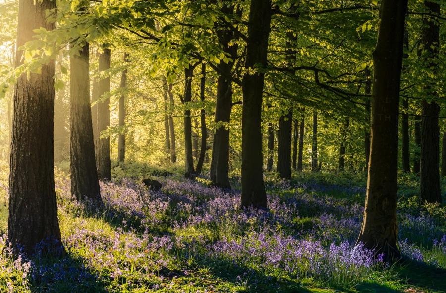 Low dawn light rakes through a broadleaf woodland in the Chilterns, Oxfordshire, at full spring flush, casting the bluebell carpet in alternating bands of shadow and warm backlight. The luminous canopy, still in fresh leaf, amplifies the glow while the dark trunks provide counterpoint to the violet ground layer. The combination of raking sidelight and peak bluebell coverage makes this a well-timed, controlled image.
