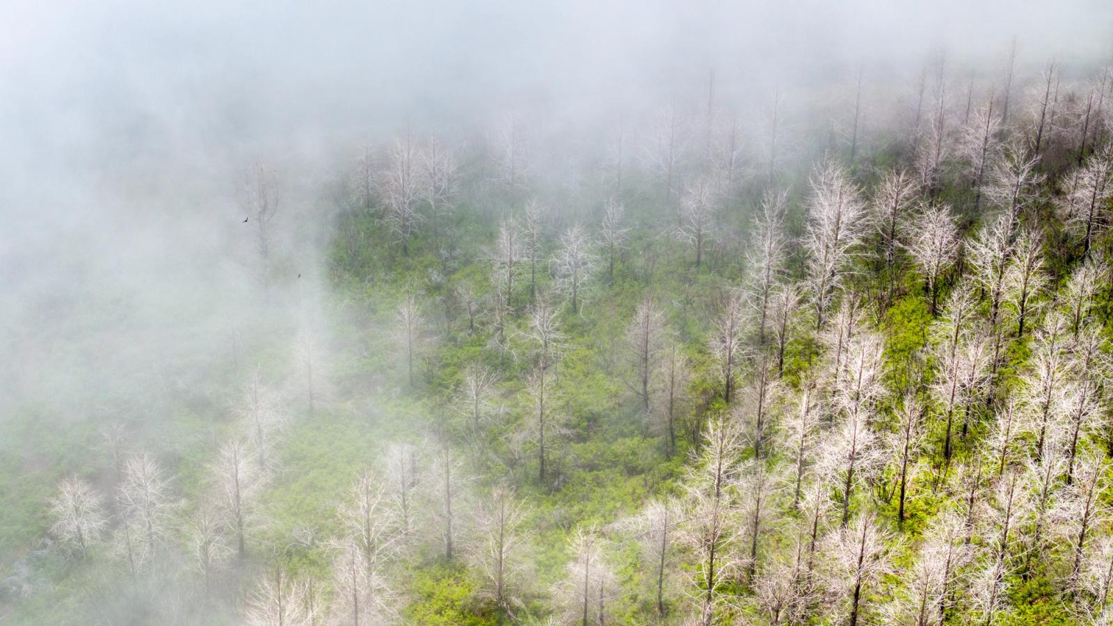 Aerial view of a regenerating hillside forest above Arco da Calheta, Madeira, where bleached standing deadwood rises through spring fog alongside vivid new-season understorey growth. The interplay of pale skeletal trunks against emergent green, softened by rolling cloud, gives the scene an uncommon graphic tension. A single bird â faint in the mist â anchors the scale without demanding attention.