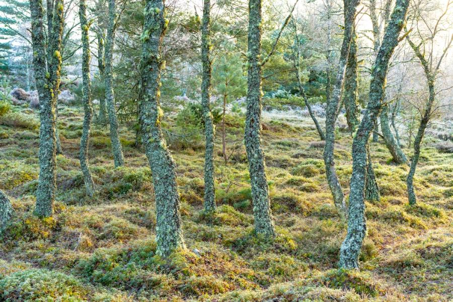 Lichen-encrusted birch trunks rise from a frost-touched understorey of heather and bilberry, the pale winter light filtering through bare canopy from the right. The repeating verticals create a quiet rhythm without resolving into a single focal point.