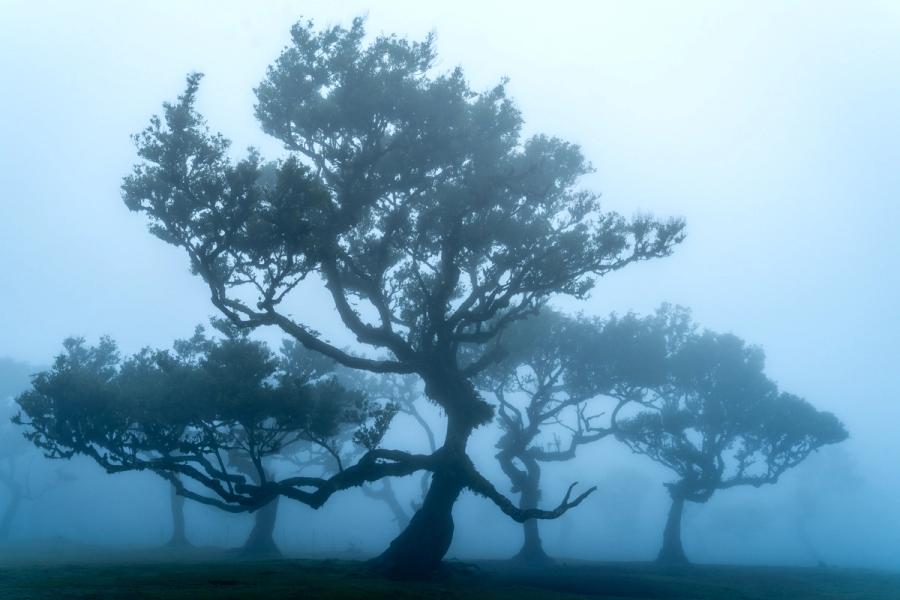 Ancient Til laurel trees emerge from dense cloud in Fanal forest, Madeira, in the pre-dawn stillness of late spring. The dominant foreground tree, its limbs twisted horizontally by centuries of trade-wind pressure, anchors a recession of silhouetted forms that dissolve progressively into the blue-grey murk. Flat, diffuse light strips the scene of colour, leaving structure and atmosphere to carry the image.
