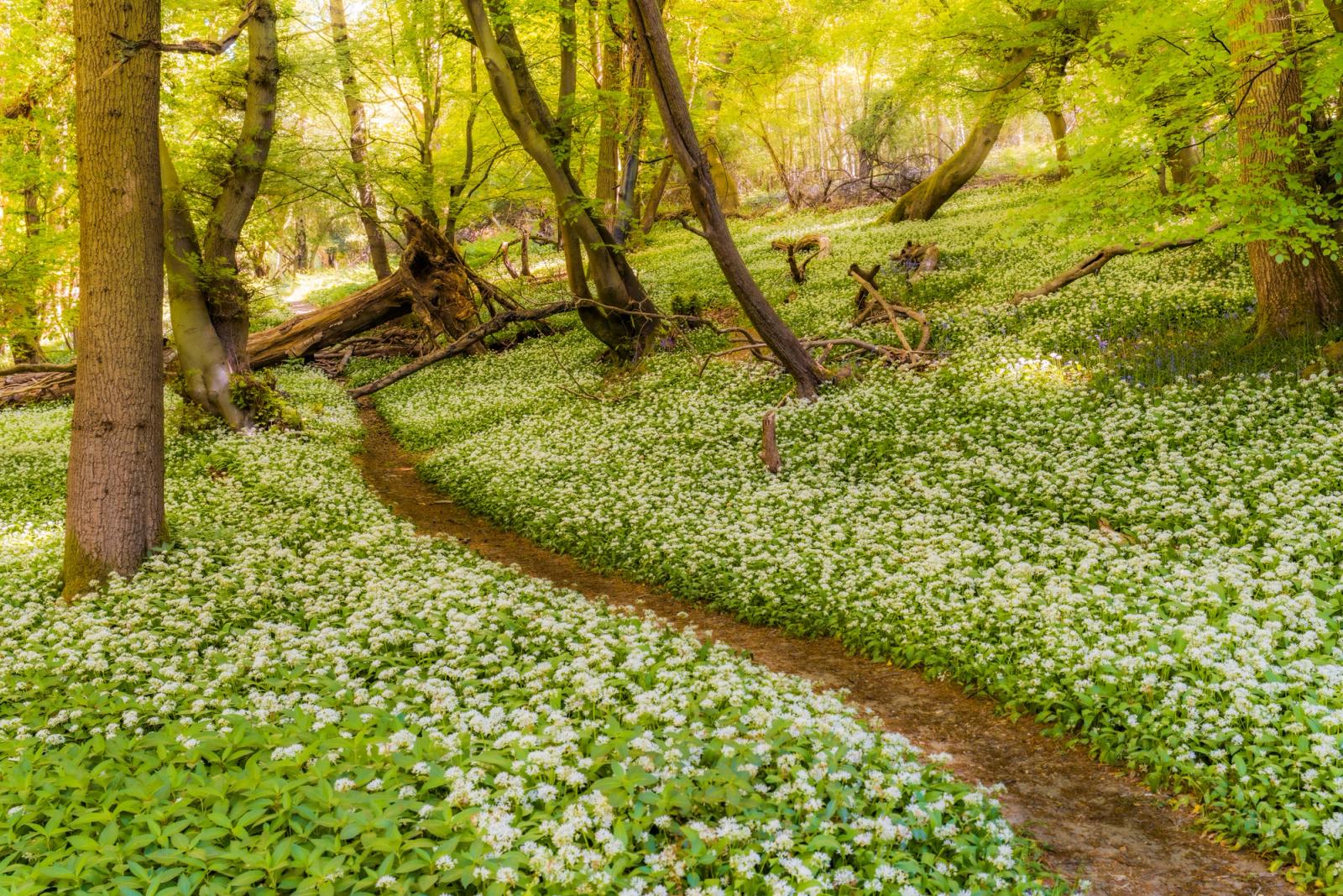 A narrow footpath winds through a dense carpet of flowering wild garlic beneath fresh beech canopy in the Chilterns, Oxfordshire. Backlit spring foliage filters warm light into the woodland interior, lending the scene an almost luminous quality. Fallen timber on the slopes adds structural counterpoint to the softness of the ground flora.