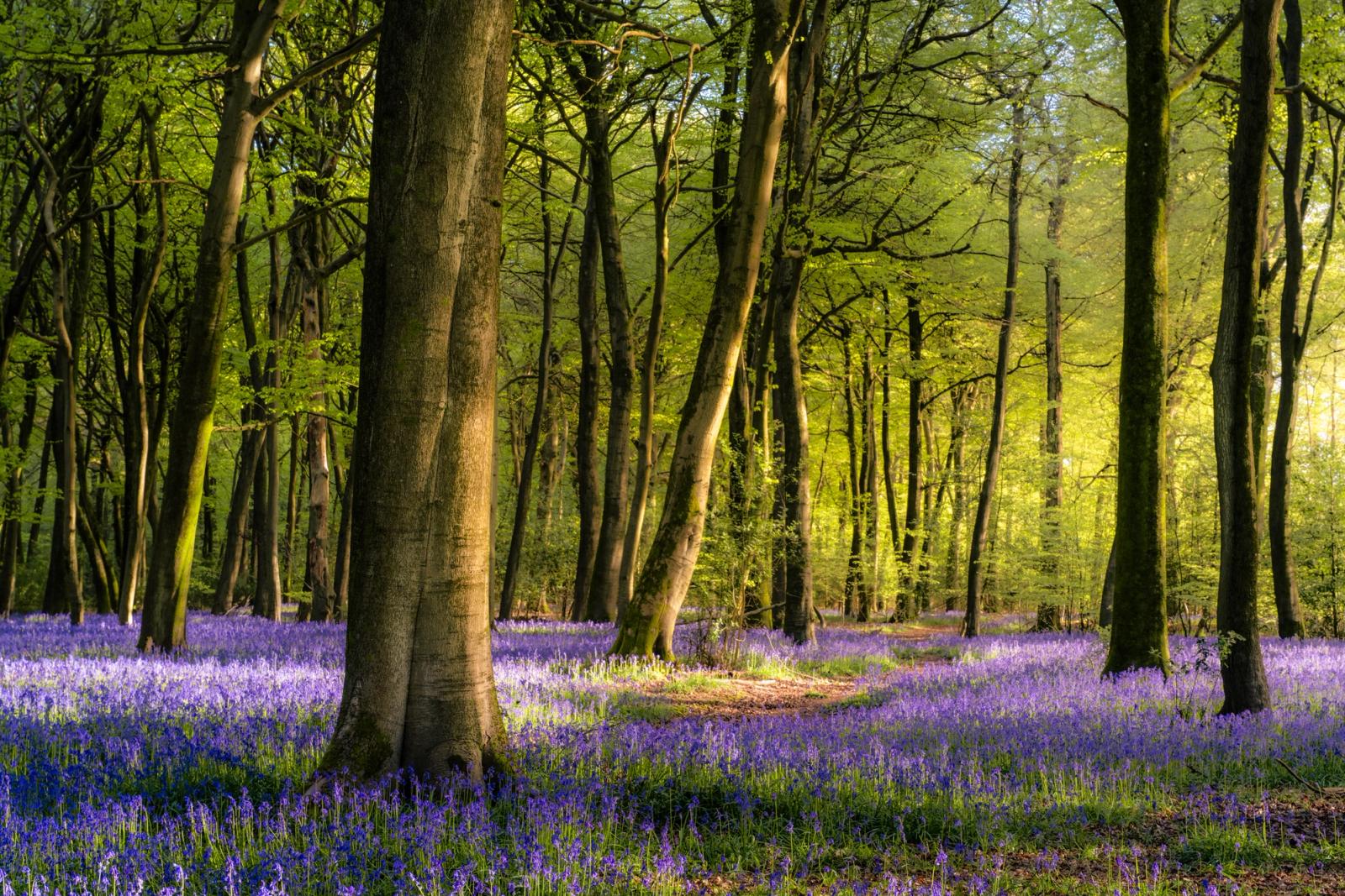 Low dawn light filters through the emerging beech canopy of the Chilterns, illuminating a dense carpet of bluebells across the woodland floor. A narrow path winds between the trunks toward the brightest point of the backlit clearing, creating a natural draw into the frame. The tension between the shadowed foreground trees and the luminous interior gives the image unusual spatial depth for its intimate scale.