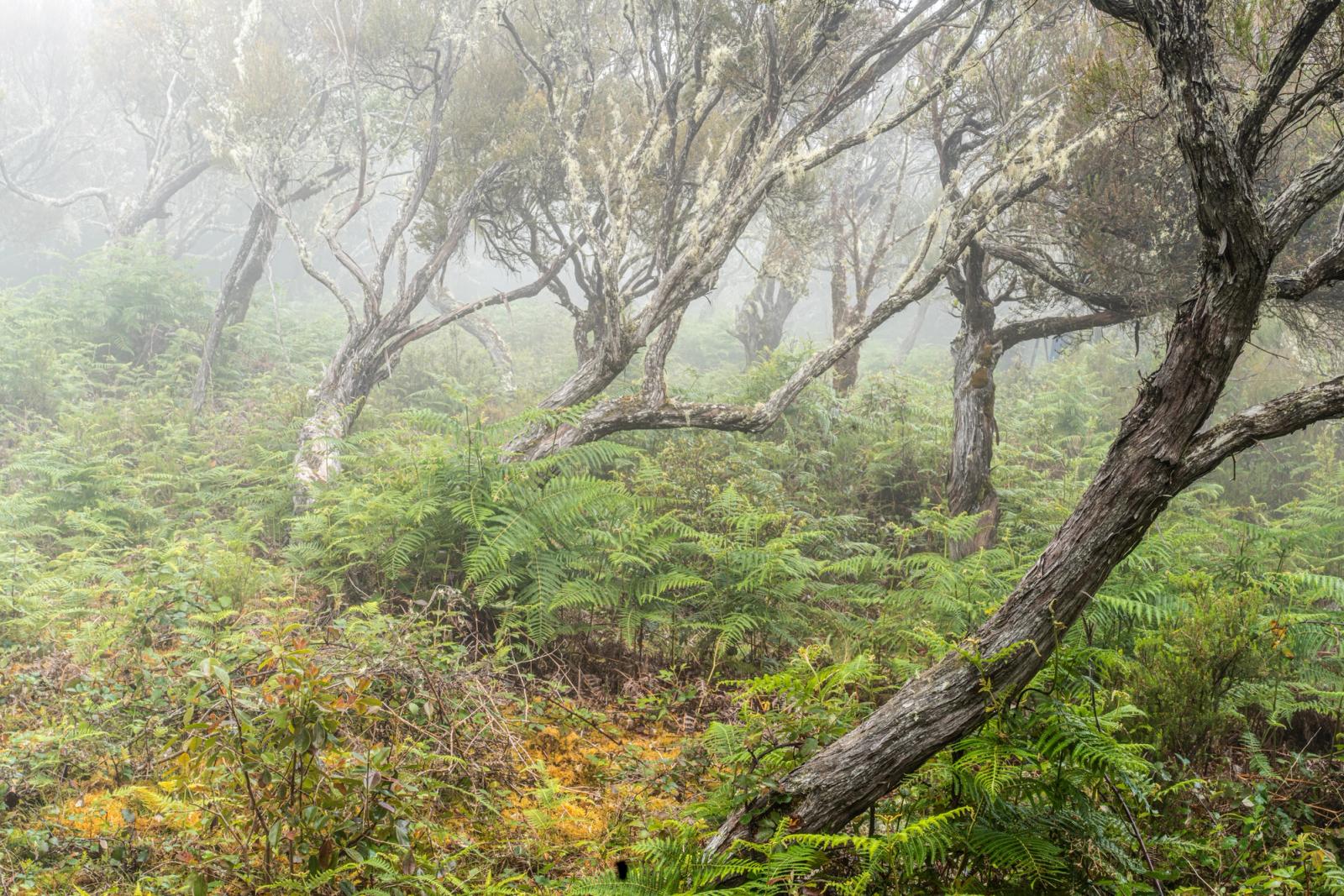 Twisted, lichen-draped trees emerge from a dense understorey of ferns in morning fog. The pale trunks lean and arch across the frame, their forms softened by diffuse mist that erases depth toward the background. The lush, evergreen understorey and tree habit are consistent with laurisilva or similar Atlantic island cloud forest.