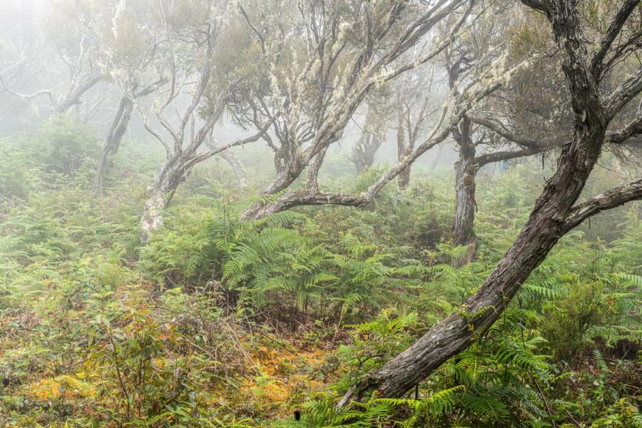 Twisted, lichen-draped trees emerge from a dense understorey of ferns in morning fog. The pale trunks lean and arch across the frame, their forms softened by diffuse mist that erases depth toward the background. The lush, evergreen understorey and tree habit are consistent with laurisilva or similar Atlantic island cloud forest.
