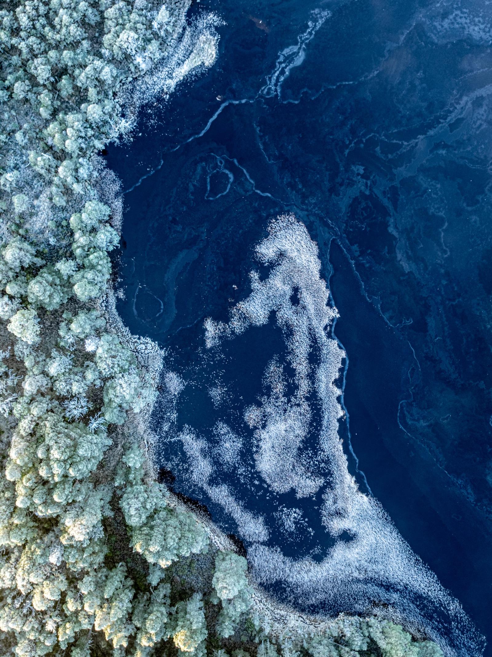 Frost-rimed conifers meet the dark water of a Highland loch at Nethy Bridge, Cairngorms, on a Christmas morning. Fragile ice shelves extend from the treeline into the deep blue water, their organic forms echoing the curvature of the shoreline above. Shot directly overhead, the compressed perspective dissolves the familiar boundary between forest and water into near-abstraction.