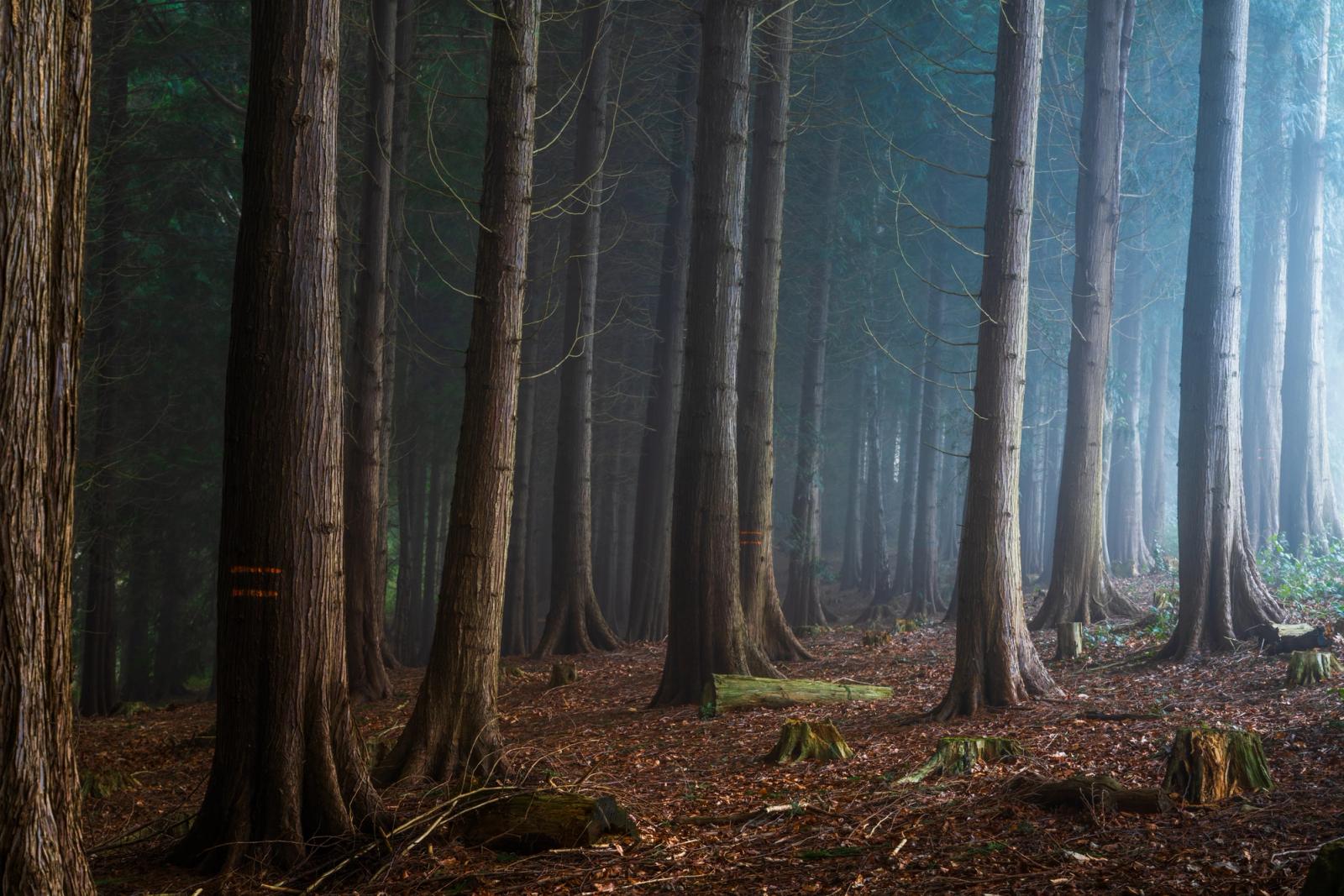 Tall conifers recede into soft morning mist, their bare lower limbs and fibrous bark catching diffuse sidelight. Cut stumps and moss-covered debris on the leaf-litter floor suggest managed or commercial woodland. The cool atmospheric haze compresses depth and lends the stand a quiet, almost architectural order.