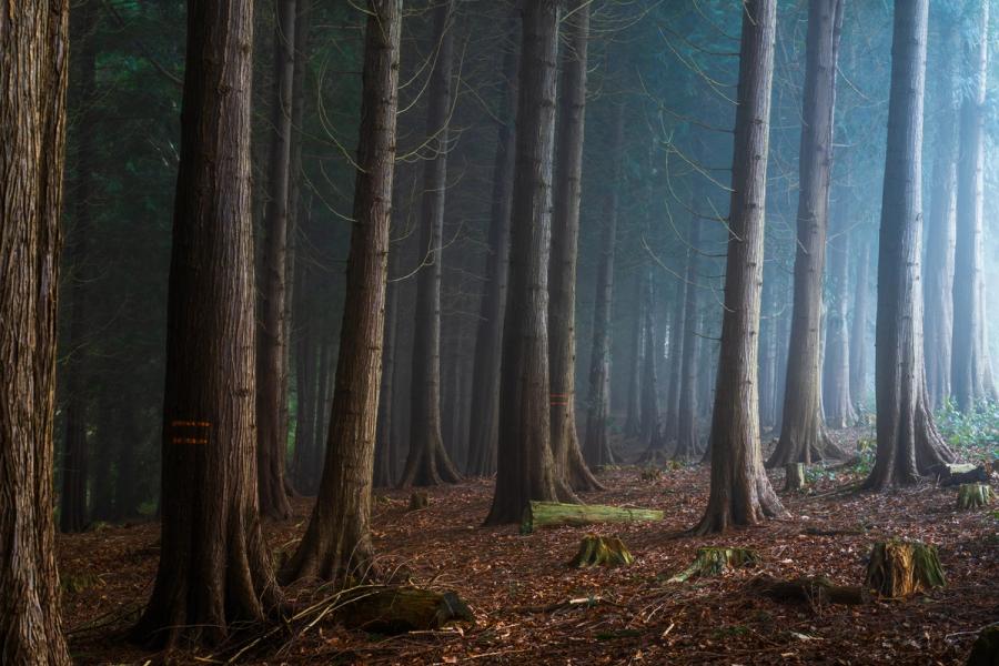 Tall conifers recede into soft morning mist, their bare lower limbs and fibrous bark catching diffuse sidelight. Cut stumps and moss-covered debris on the leaf-litter floor suggest managed or commercial woodland. The cool atmospheric haze compresses depth and lends the stand a quiet, almost architectural order.