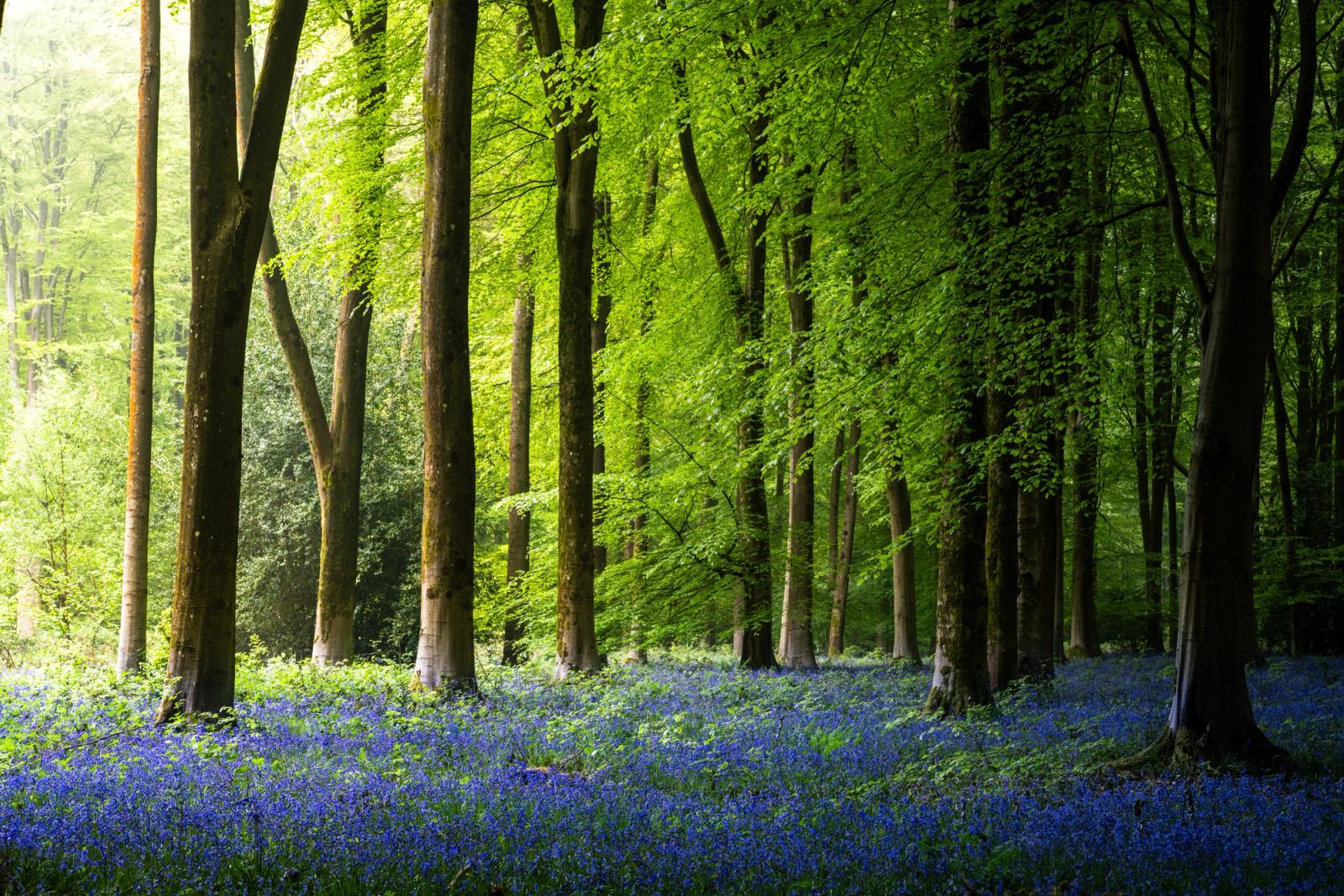 A dense carpet of English bluebells covers the floor of a beech woodland at Micheldever Wood in Hampshire in early May, the trees in fresh leaf backlit by low morning light filtering through the canopy. The contrast between the luminous green foliage and the deep violet-blue of the flowers gives the scene an unusual chromatic intensity. Soft directional light from the left catches individual tree trunks, drawing the eye into the depth of the wood.