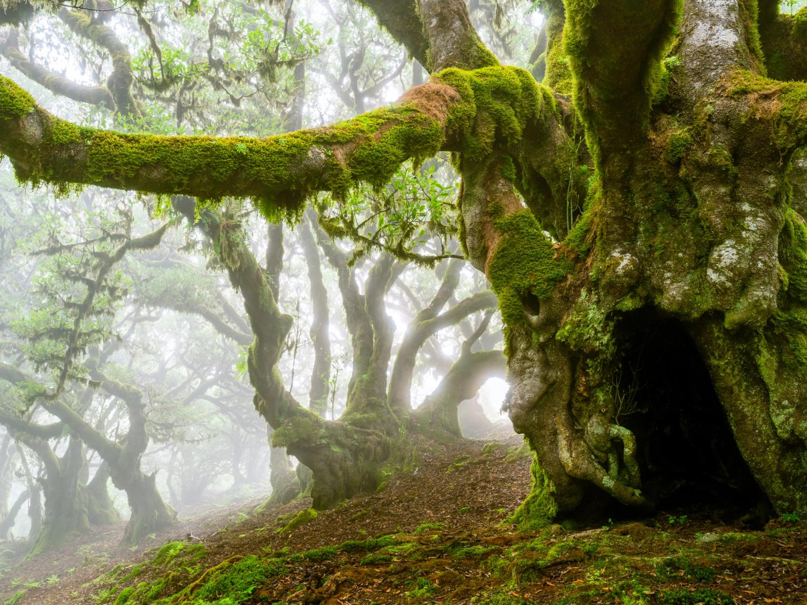 A gnarled laurisilva tree dominates the foreground, its bark and sweeping branches thick with vivid moss, while fog dissolves the forest into pale silhouettes behind. The hollowed trunk and arching limb overhead create a natural frame that draws the eye deep into the receding woodland. Captured in still, diffuse morning light, the scene conveys both the antiquity and the ecological richness of a Madeiran laurel forest.