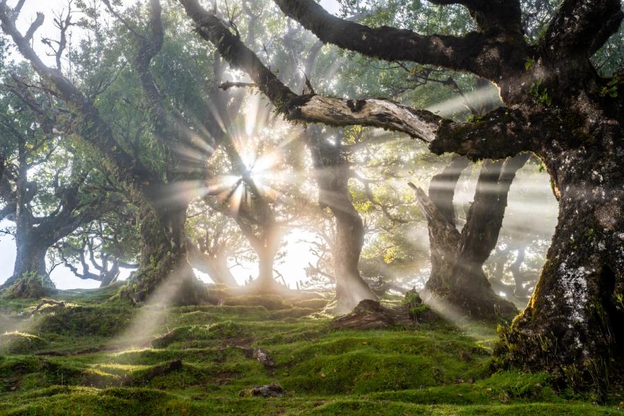 Ancient laurel trees channel early-morning sunbeams through mist in the old-growth forest of Fanal, Madeira. The gnarled, moss-covered trunks frame a luminous core where diffused light refracts against suspended water droplets, creating crepuscular rays of unusual intensity. The mossy ground plane anchors the composition beneath the arching canopy.