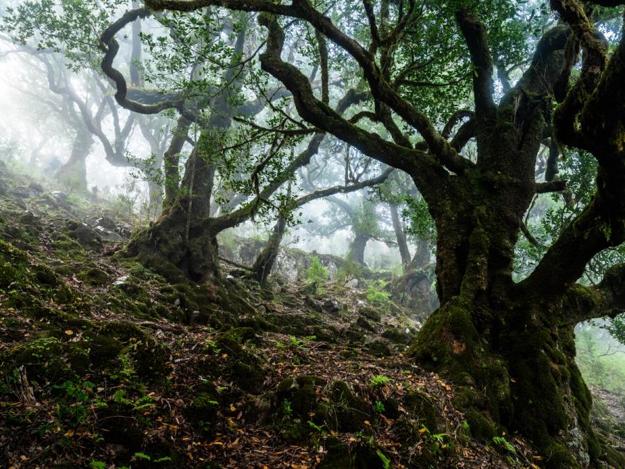 Ancient moss-clad trees cling to a steep rocky slope as morning fog filters through the canopy, softening the mid-distance into pale luminescence. The twisted architecture of the foreground trunks frames a natural corridor that draws the eye deep into the forest interior. The combination of low viewpoint, diffuse light, and mossy ground flora gives the scene an unusual sense of primordial depth.