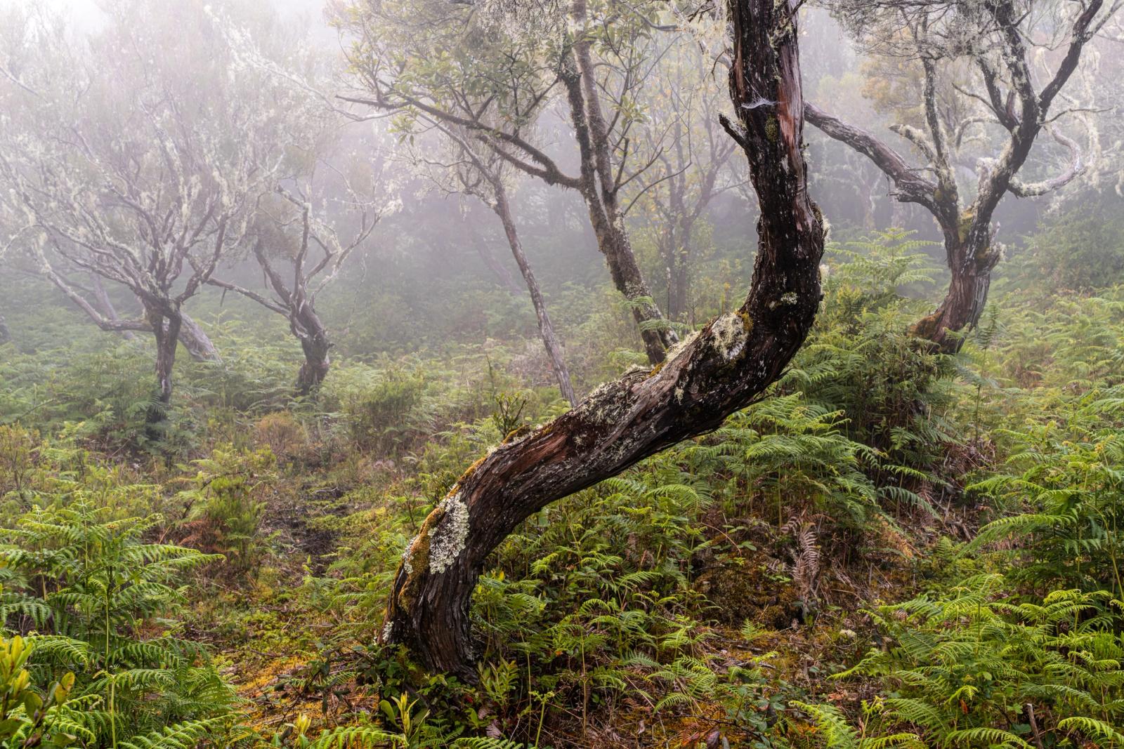 A contorted, lichen-encrusted trunk curves low through a fog-bound forest understorey thick with ferns. The diffuse morning light strips colour to near-monochrome, isolating the serpentine form against a recession of ghost-pale trees. The scene has the character of laurisilva cloud forest, consistent with a high-altitude spring morning.