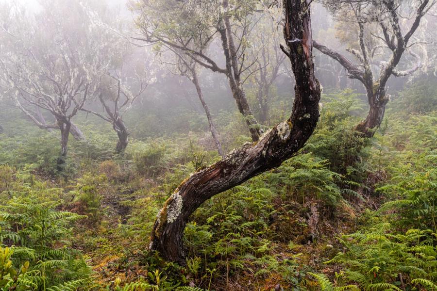 A contorted, lichen-encrusted trunk curves low through a fog-bound forest understorey thick with ferns. The diffuse morning light strips colour to near-monochrome, isolating the serpentine form against a recession of ghost-pale trees. The scene has the character of laurisilva cloud forest, consistent with a high-altitude spring morning.