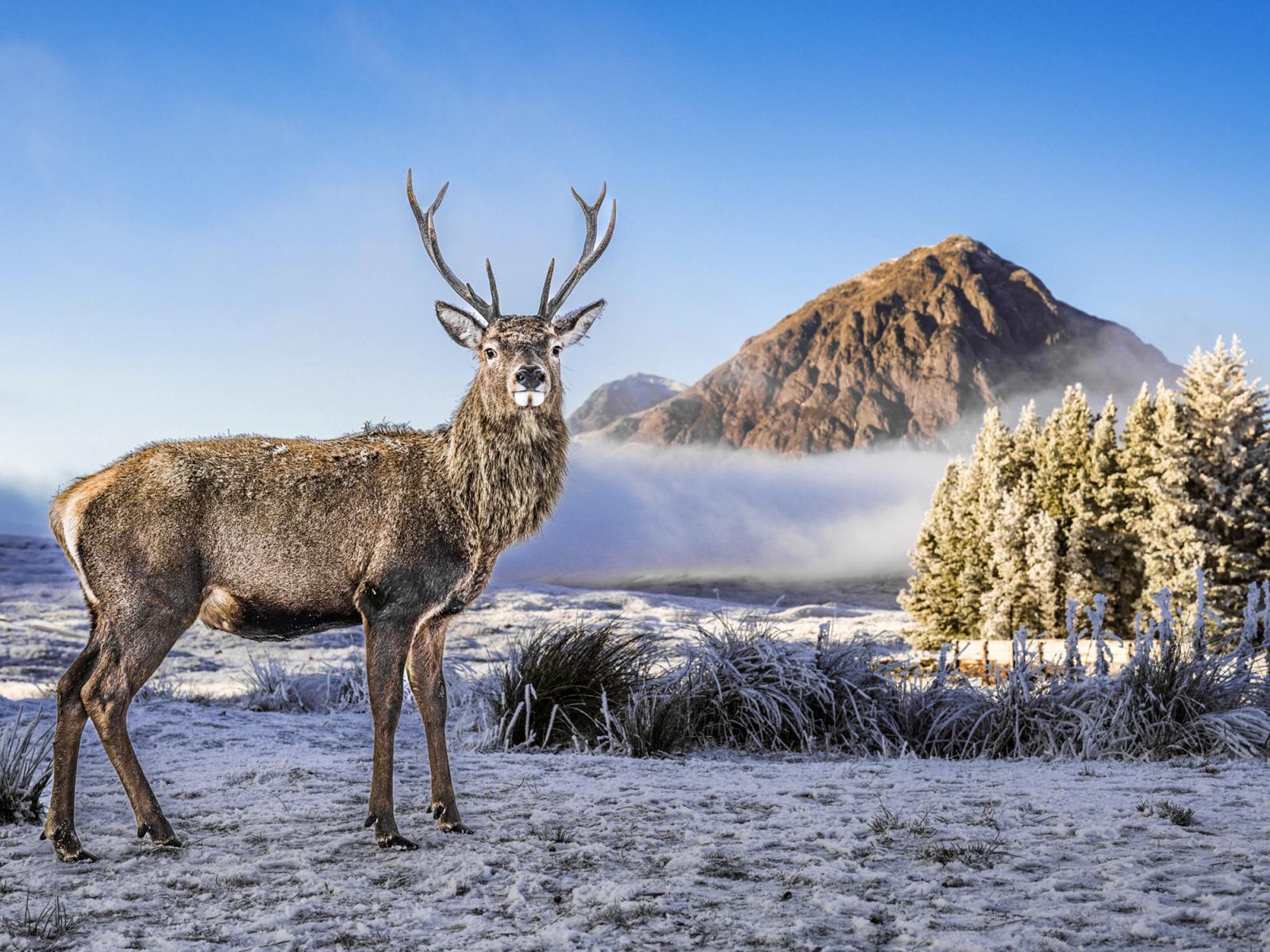 Monarch of the Glen, Stag posing in front of frozen Buachaille, Glencoe Scotland