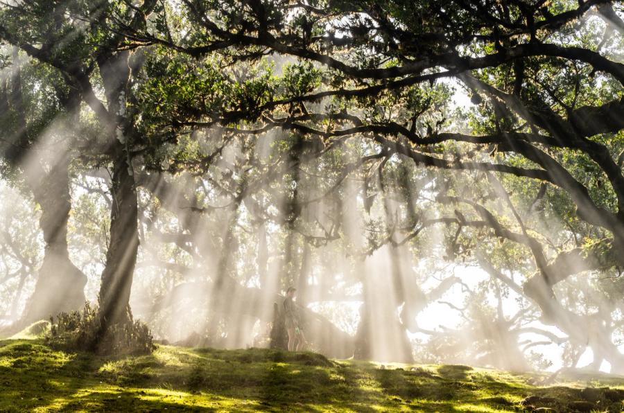 Crepuscular rays pierce the canopy of an ancient laurisilva woodland, illuminating drifting mist between moss-covered trunks. A solitary figure stands mid-frame, dwarfed by the arching boughs and suffused light, providing both scale and quiet human resonance. The mossy ground and humid haze are characteristic of Madeira's UNESCO-listed laurel forest.