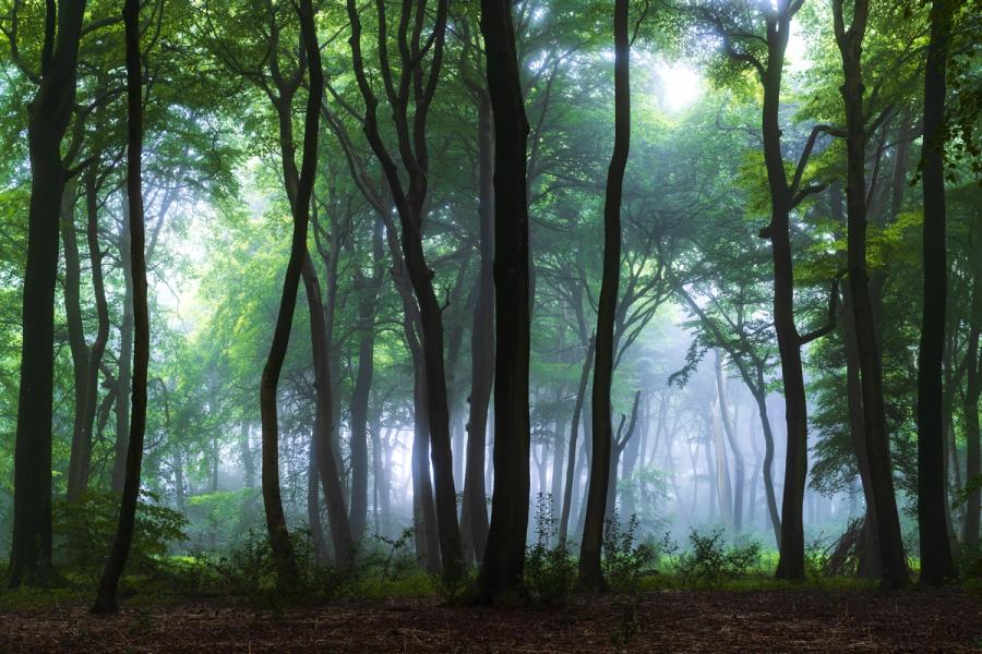 Ground mist lingers between tall beech trunks in the Chilterns, Oxfordshire, at early dawn, the sun breaking through the canopy to backlight the fog and separate successive layers of woodland into receding planes of blue-grey. The forest floor remains in deep shadow, drawing the eye into the luminous middle distance where the atmosphere thickens.