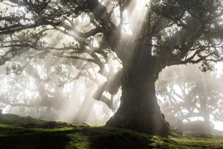 God-rays break through morning fog around a veteran Til laurel in the ancient laurisilva forest of Fanal, Madeira. The diffused backlight renders the gnarled trunk in near-silhouette against luminous mist, while moss-covered ground roots anchor the composition. The convergence of crepuscular rays and fog density is precise â a condition that lasts only minutes.