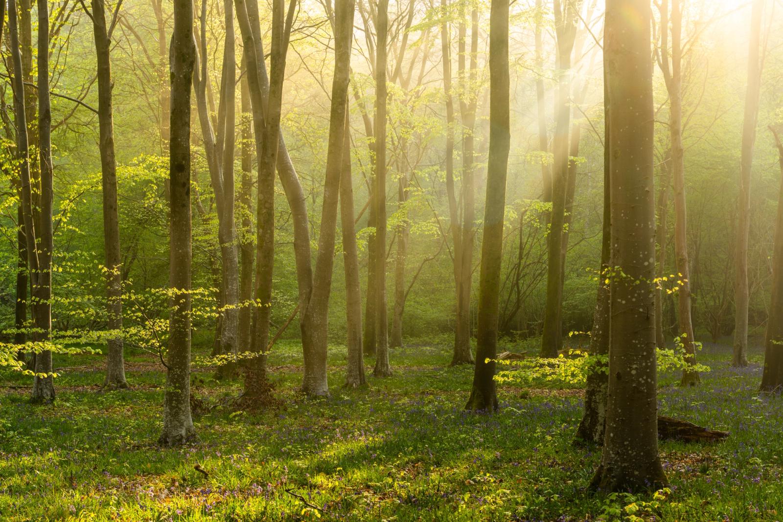 Low April sun pierces a mist-held beech woodland at Micheldever Wood in Hampshire at first light, casting near-parallel shafts through freshly opened canopy. The forest floor is carpeted in bluebells not yet fully open, their blue-violet mass softened by atmospheric haze. Timing and ambient moisture combine to give the scene unusual luminosity without sentimentality.