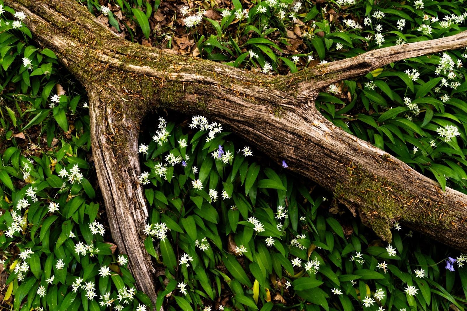 A moss-patched fallen branch divides a carpet of wild garlic in full flower, its forked form creating a natural frame within the woodland understorey. Scattered bluebells punctuate the white-starred mass of Allium ursinum, suggesting a mixed-species ancient woodland setting. The overhead viewpoint strips the scene to pattern and texture, the branch acting as a structural counterpoint to the soft repetition of bloom.