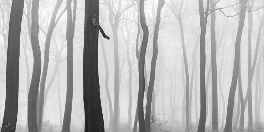 Bare beech trunks in the Chilterns recede into dense winter fog, each successive plane dissolving further into pale grey. The wide panoramic frame compresses the stems into a near-rhythmic sequence, while a single gnarled stub on the dominant foreground trunk provides the only textural anchor. Monochrome conversion accentuates the tonal gradation from deep charcoal to near-white, sustaining the mood without artifice.