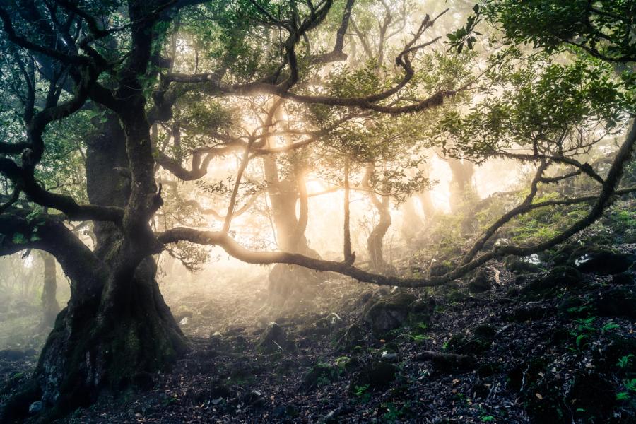 Mist drifts between contorted laurel-forest trees as low dawn light ignites the mid-ground, throwing the gnarled foreground canopy into dark silhouette. The layering of shadow, fog, and warm backlight gives the scene a rare spatial depth. Moss-hung branches and rocky ground flora suggest this is laurisilva rather than temperate beech woodland.