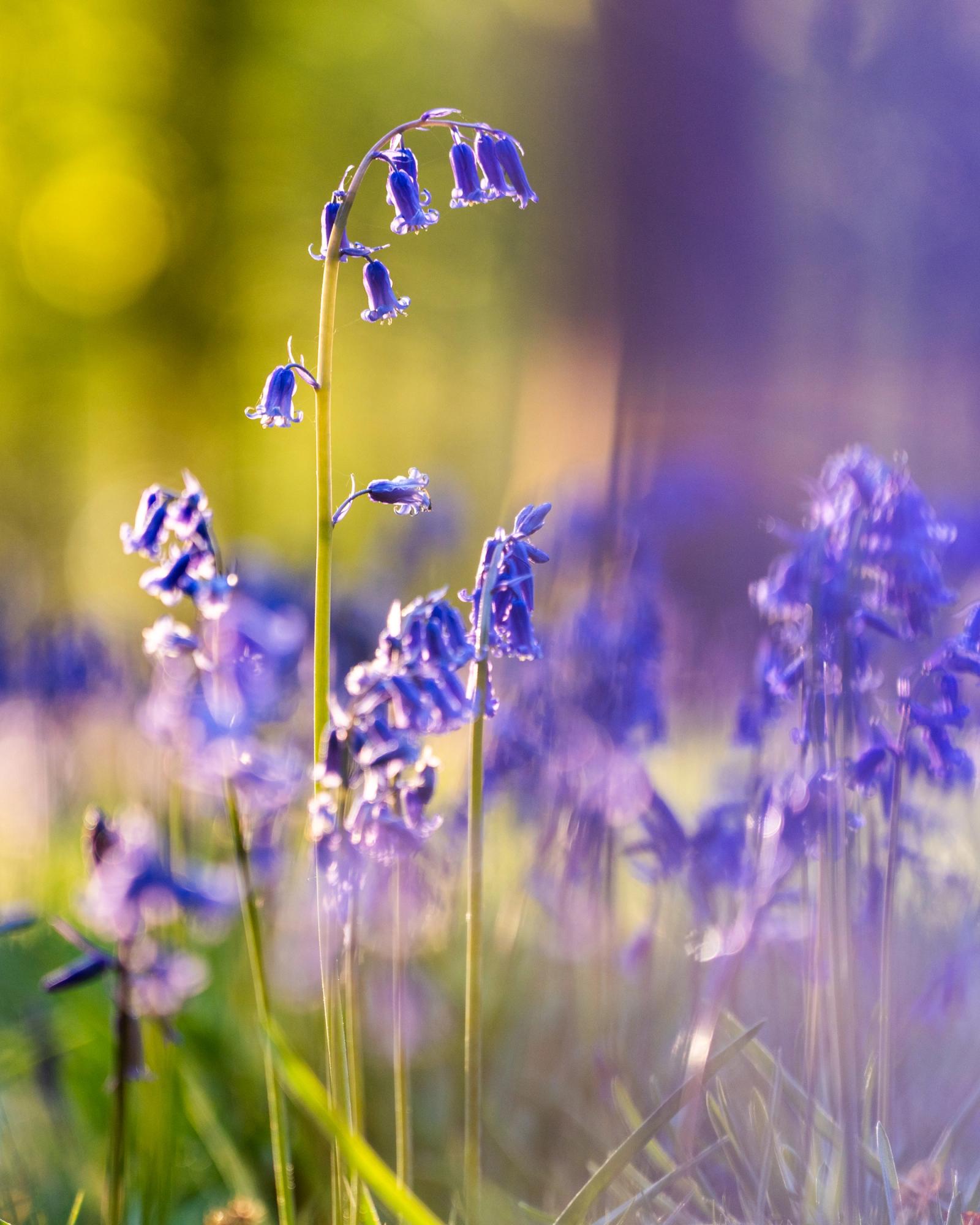 Native bluebells backlit by low spring dawn light, the shallow depth of field dissolving the surrounding woodland floor into violet and chartreuse. A single arching stem holds sharp against the soft luminescence behind, while motion or lens rendering blurs the colony into something close to watercolour. The palette and timing speak clearly to a British broadleaf wood in peak April flowering.