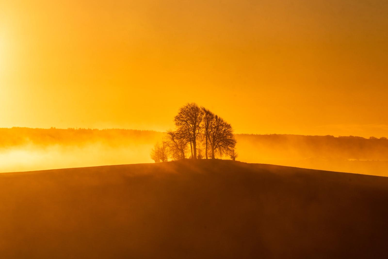 A small cluster of bare-branched trees crowns a rounded hilltop as ground fog rolls across the mid-distance, backlit by low winter dawn light that saturates the scene in deep amber. The silhouetted treeline of a wood in the background adds a second horizontal layer, reinforcing the sense of depth within the inversion. The dark foreground slope anchors the composition and throws the illuminated fog bank into sharp relief.