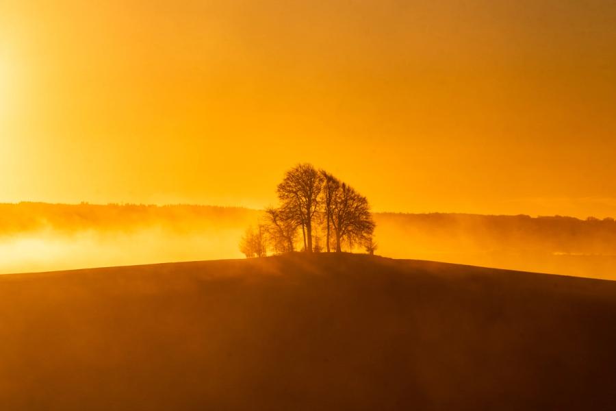 A small cluster of bare-branched trees crowns a rounded hilltop as ground fog rolls across the mid-distance, backlit by low winter dawn light that saturates the scene in deep amber. The silhouetted treeline of a wood in the background adds a second horizontal layer, reinforcing the sense of depth within the inversion. The dark foreground slope anchors the composition and throws the illuminated fog bank into sharp relief.