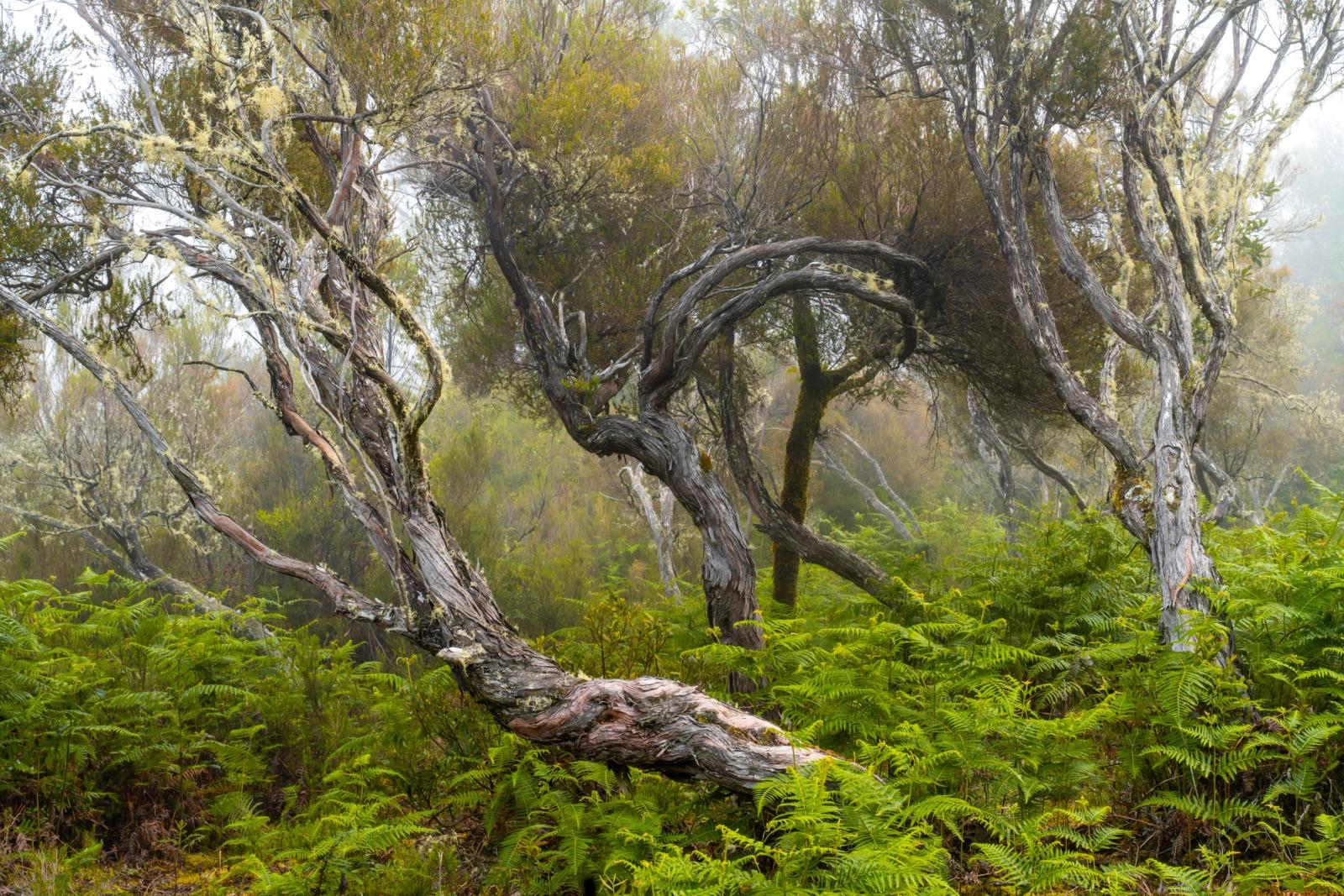 Contorted trees emerge from a dense understorey of ferns in early morning fog, their weathered trunks trailing lichen and peeling bark. A fallen bough curves low across the foreground, anchoring a scene of layered, receding forms that dissolve into diffuse light. The stillness and structural complexity suggest laurisilva-type woodland on Madeira or a comparable Atlantic island habitat.