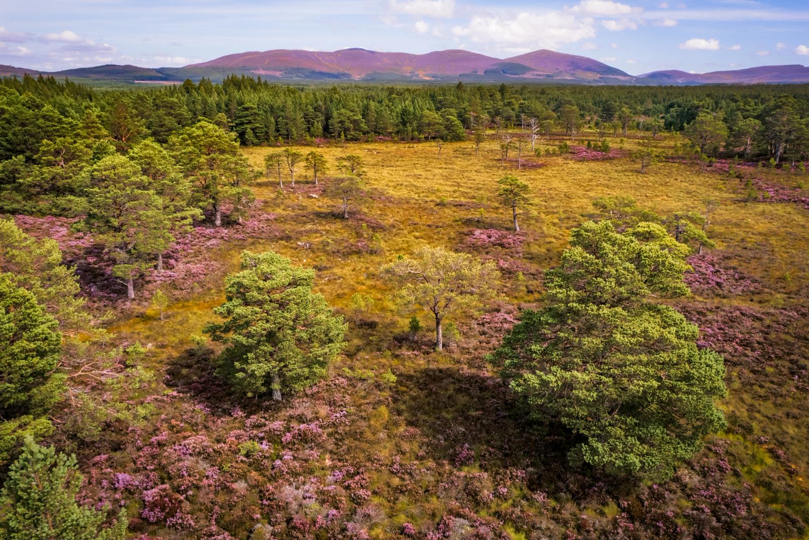 An aerial view across open blanket bog and scattered Scots pine looks north towards the Cairngorm massif, the hillsides still carrying the purple flush of late-summer heather. The flat midday light flattens depth and drains atmosphere, leaving a faithful document of the habitat rather than a composed image.