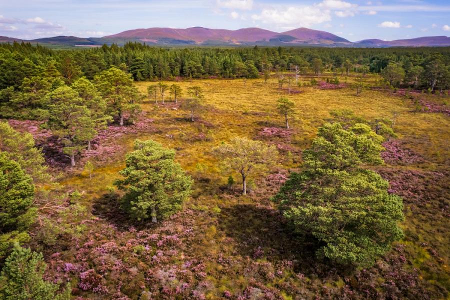 An aerial view across open blanket bog and scattered Scots pine looks north towards the Cairngorm massif, the hillsides still carrying the purple flush of late-summer heather. The flat midday light flattens depth and drains atmosphere, leaving a faithful document of the habitat rather than a composed image.