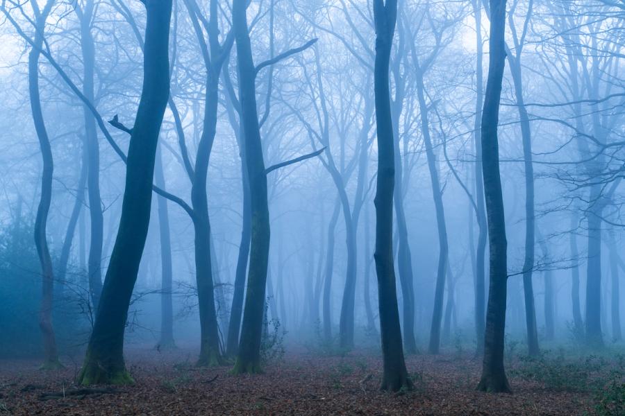 Bare beech trunks recede into dense fog on a still January morning in the Chilterns, Oxfordshire, the cool blue cast of pre-dawn light flattening the woodland into successive planes of tone. Fallen leaf litter on the forest floor anchors the foreground, while the mist erases all distance beyond the middle canopy. The restrained palette and rhythmic spacing of the trees give the scene a graphic quietness rarely achieved without a clear structural accident.