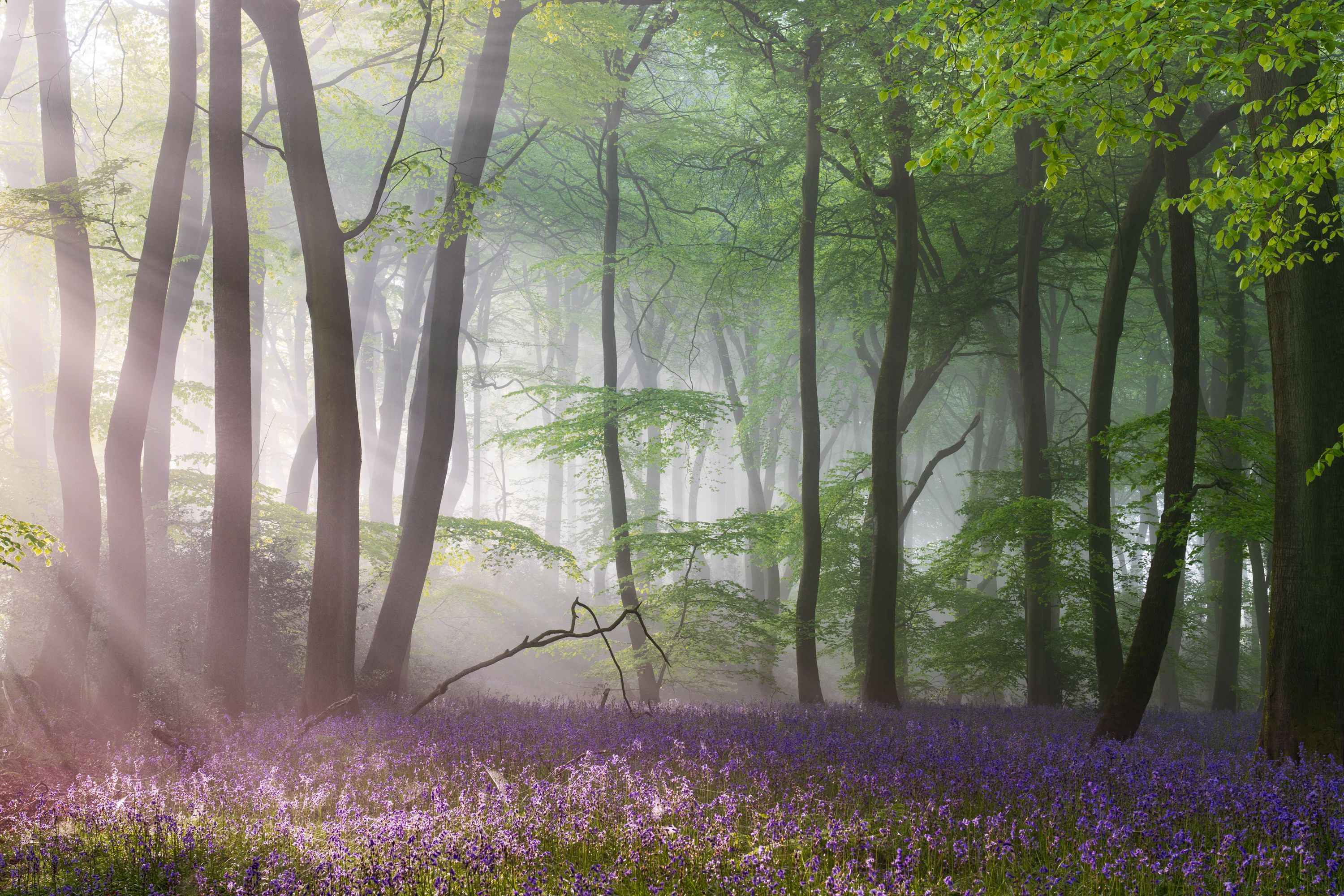 Sunbeams rake through morning mist in a beech woodland in the Chilterns, Oxfordshire, carpeted with bluebells at peak bloom. The low-angled light catches individual shafts between smooth grey trunks, lifting the violet floor against a pale, fog-softened interior. A fallen branch in the mid-ground anchors the composition without disrupting the stillness.