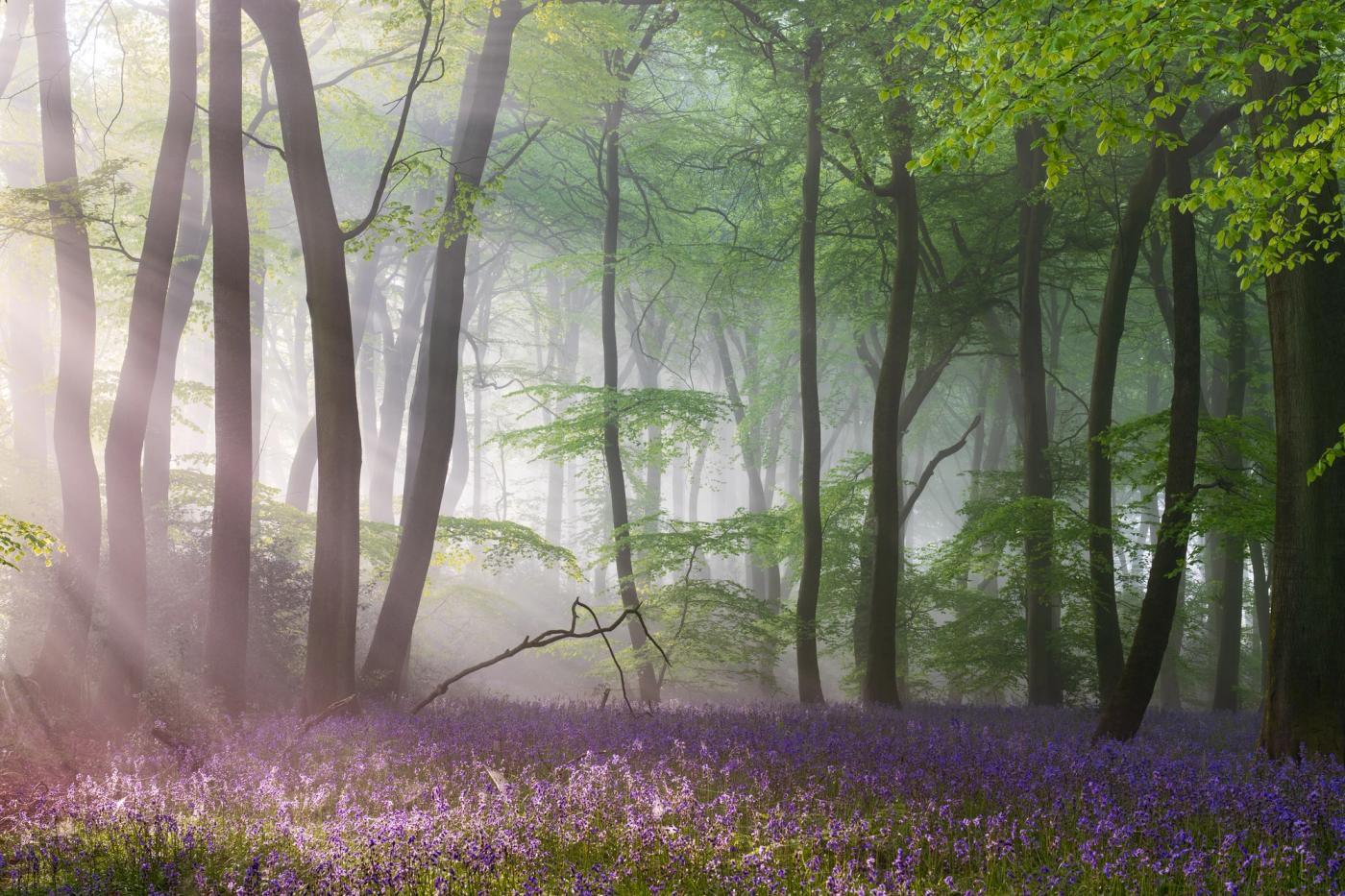 Sunbeams rake through morning mist in a beech woodland in the Chilterns, Oxfordshire, carpeted with bluebells at peak bloom. The low-angled light catches individual shafts between smooth grey trunks, lifting the violet floor against a pale, fog-softened interior. A fallen branch in the mid-ground anchors the composition without disrupting the stillness.