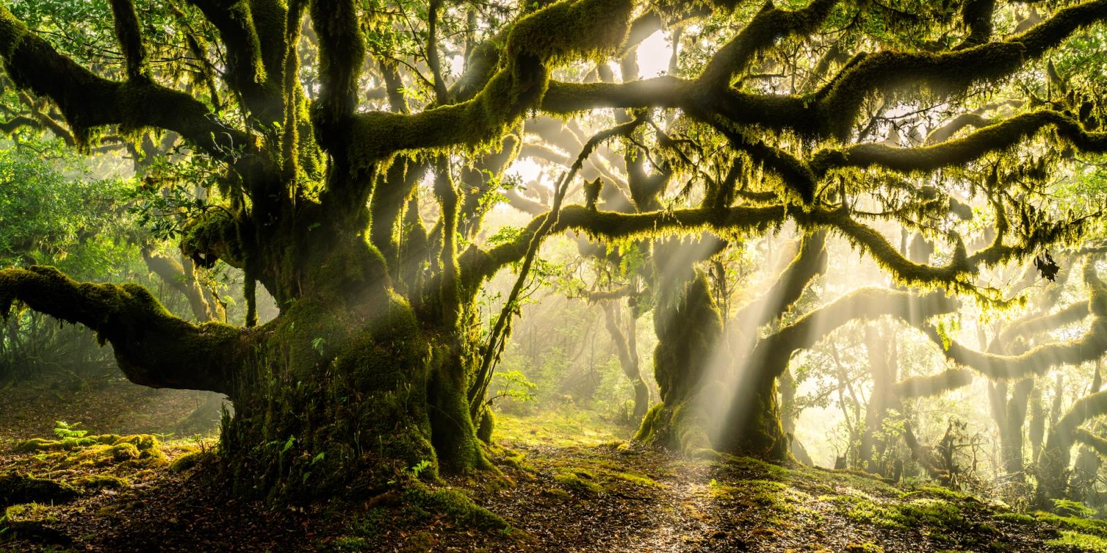 Crepuscular rays break through a canopy of ancient moss-draped laurel trees in the laurisilva forest of Madeira, the low morning sun casting discrete shafts through residual cloud mist. The gnarled, lichen-encrusted boughs and hanging epiphytes frame a path of leaf litter, giving the scene a quality of great antiquity. The starburst sun in the upper right anchors the light source with precision.