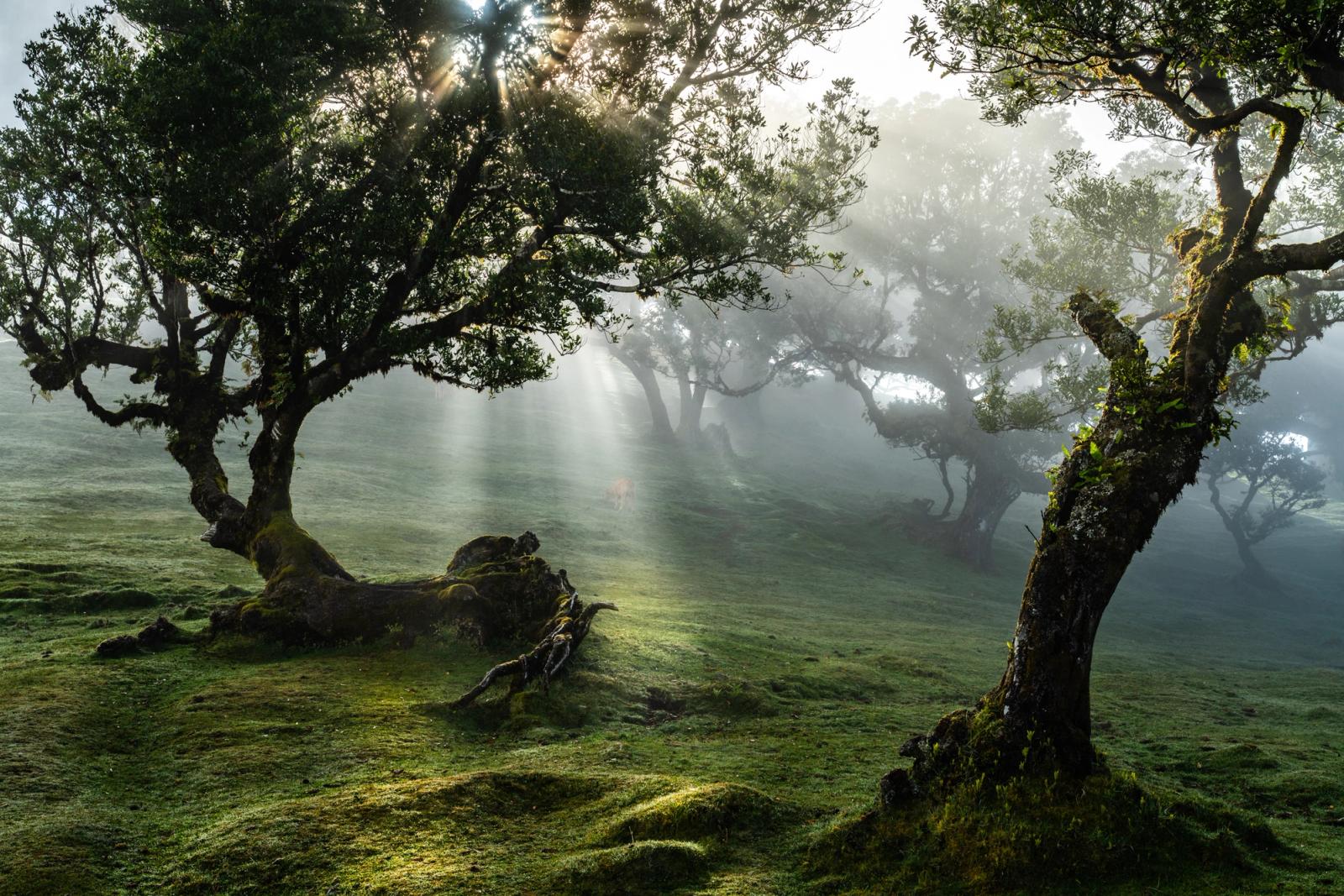 Crepuscular rays penetrate the laurisilva canopy of Fanal forest, Madeira, illuminating moss-covered ancient til trees emerging from low cloud. A grazing cow stands half-dissolved in the mist at mid-distance, anchoring the scale of the scene. The horizontal frame holds the tension between the dark, sculptural foreground roots and the luminous, receding fog.
