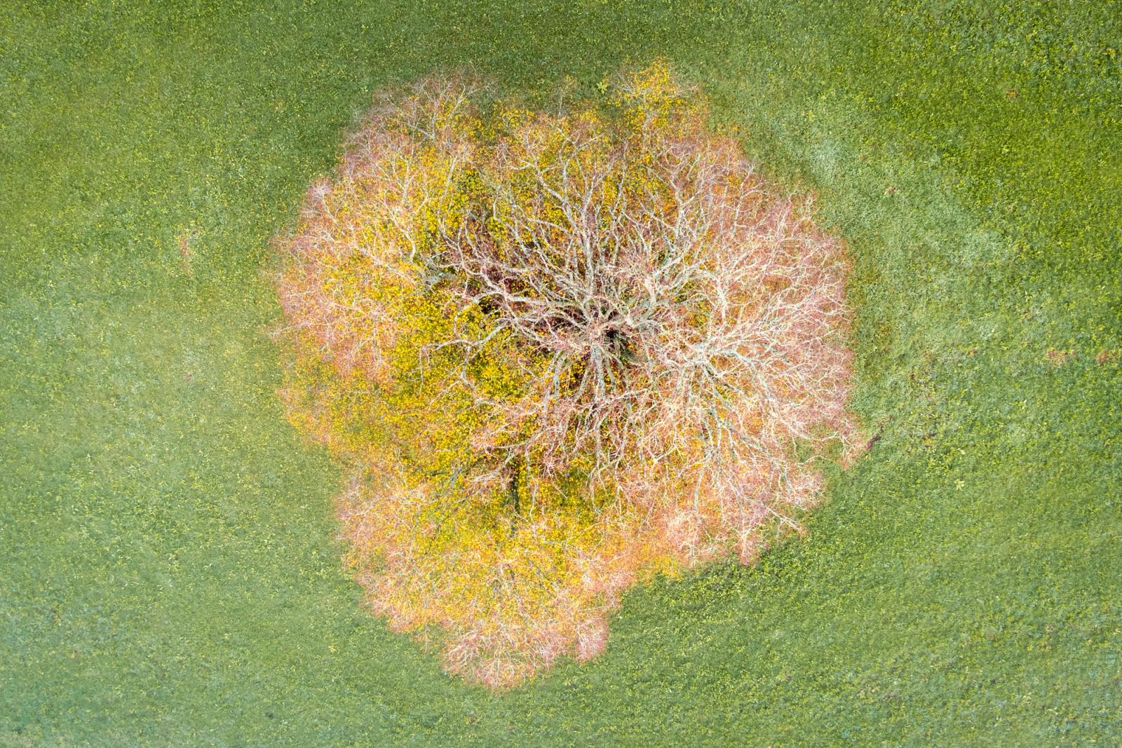 A mature deciduous tree photographed directly overhead from altitude above a field near Henley-on-Thames, its bare branch structure radiating outward like a neural network against a disc of amber and ochre fallen leaves. The surrounding cropped grassland, speckled with late wildflowers, frames the canopy as a self-contained form. Captured in mid-November, the image sits at the threshold between late autumn and winter dieback.