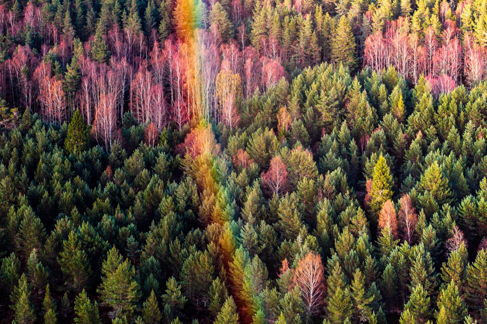 A compressed aerial view of mixed conifer and birch forest on the slopes above Aviemore, Cairngorms, in early spring. A narrow corridor of birch runs vertically through the frame, their bare white stems and russet crowns cutting through the surrounding Scots pine. The image reads as near-abstract pattern, the tonal contrast between evergreen and deciduous species its sole drama.