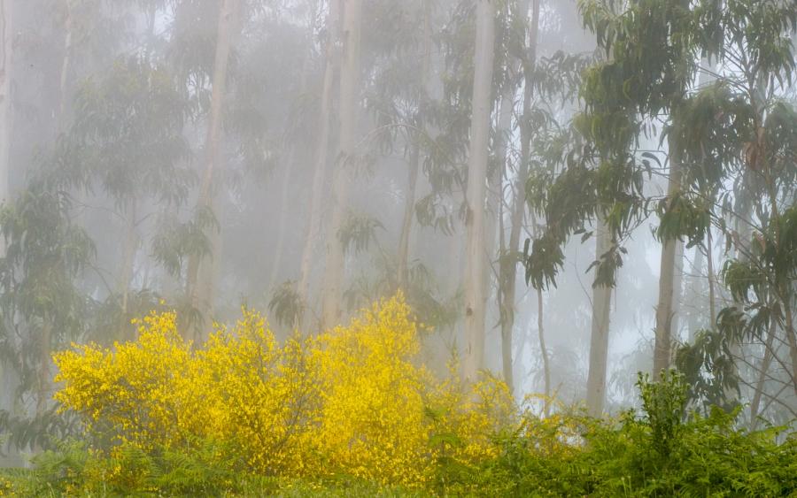 Flowering broom shrubs stand in vivid contrast against a grove of fog-wrapped eucalyptus, Calheta, Madeira. The mist reduces the tall trunks to pale verticals, compressing depth and lending the scene a quiet graphic weight. Spring colour anchors the lower frame while the forest dissolves behind.