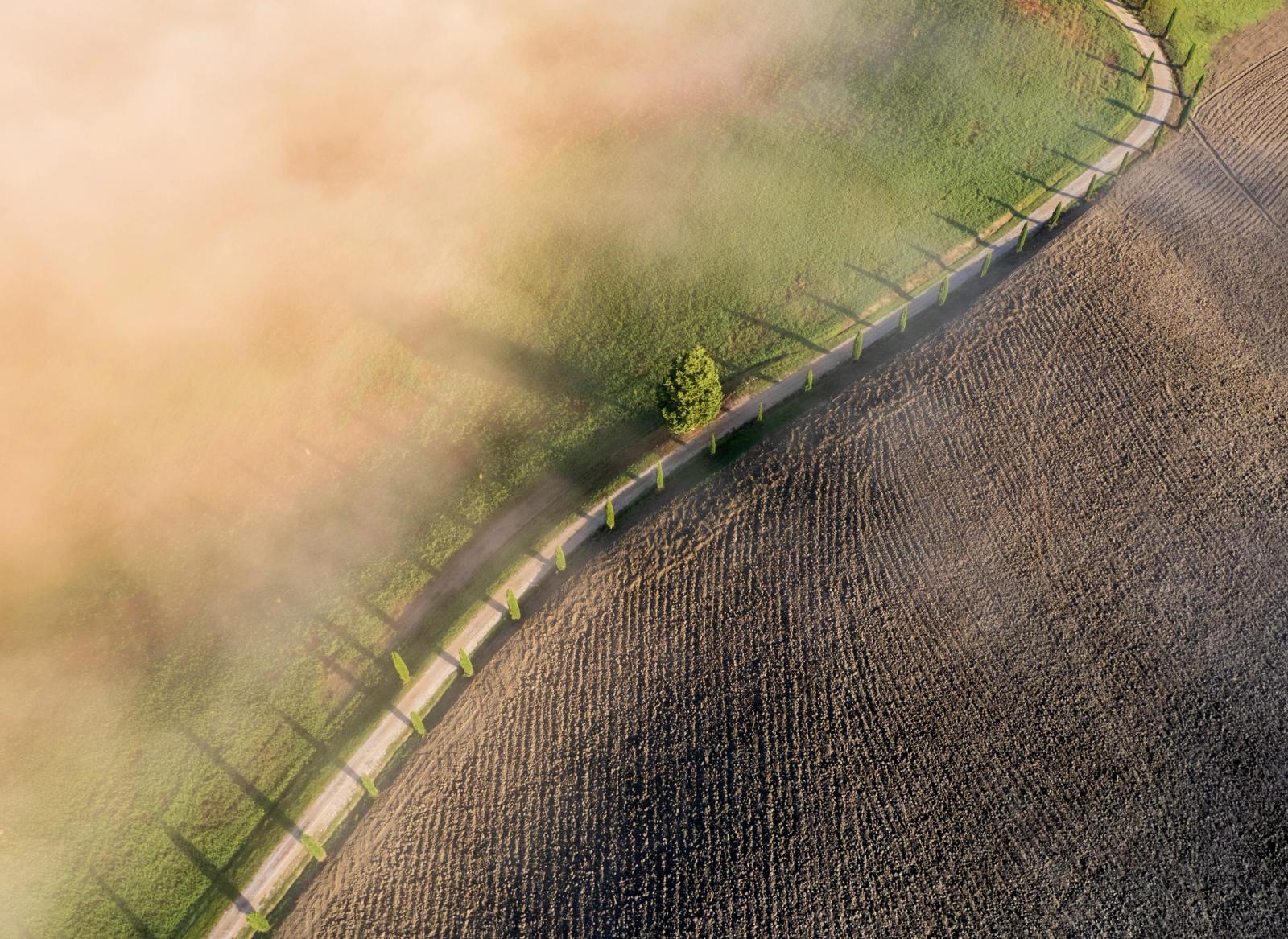 A cypress-lined farm road curves through contrasting fields near Monteroni d'Arbia, Tuscany, as low autumn mist burns off under early morning light. The diagonal road bisects ploughed earth and green pasture, while a solitary broader tree anchors the composition at mid-frame. Long shadows cast by the cypresses reveal raking light just above the horizon.
