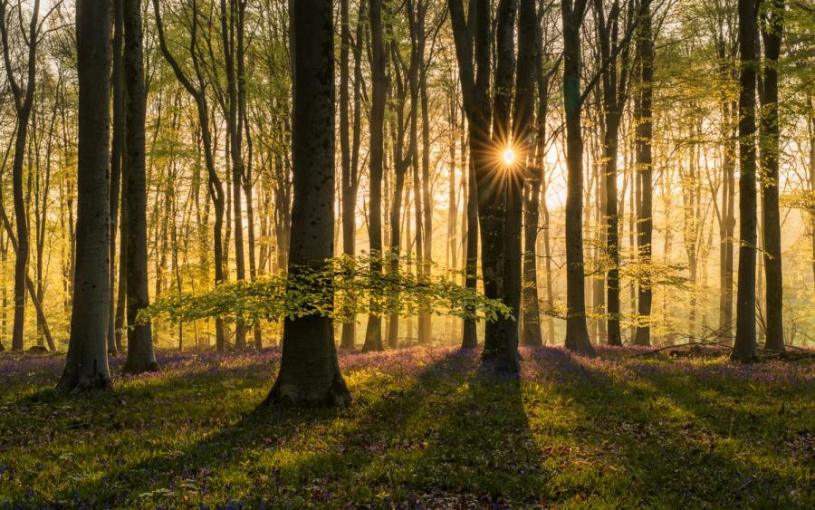 Low April sun breaks through a mature beech stand in Micheldever Wood, Hampshire, at first light, casting long shadows across a carpet of bluebells coming into full bloom. Mist suspended between the trunks compresses the mid-ground into layered planes of warm light, while a single young beech sapling catches the backlight in the foreground. The starburst is well-placed and the forest floor colour holds without oversaturation.
